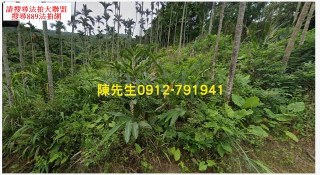 壽豐法拍農地-1