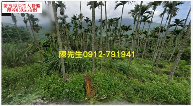 壽豐法拍農地-2