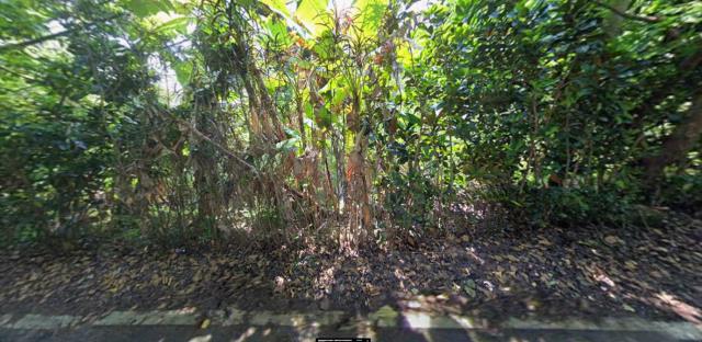 長濱法拍農地-8