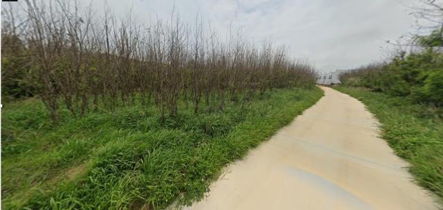 湖西法拍農地-3