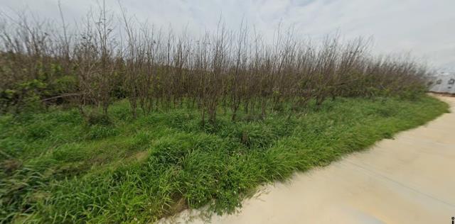 湖西法拍農地-7