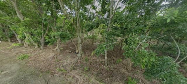 花蓮富里法拍農地-0