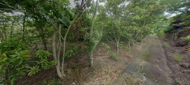 花蓮富里法拍農地-3