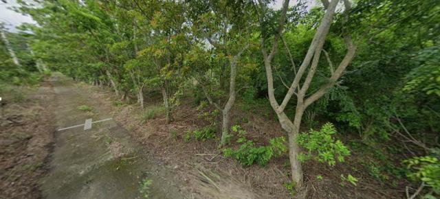 花蓮富里法拍農地-4