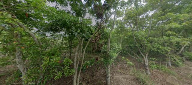 花蓮富里法拍農地-8