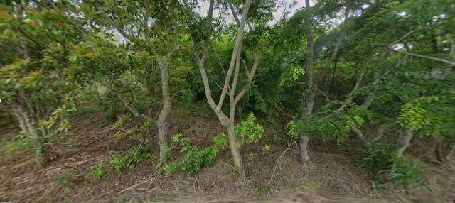 花蓮富里法拍農地-0