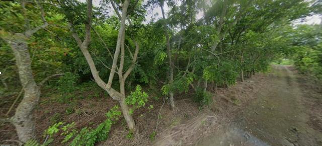 花蓮富里法拍農地-3