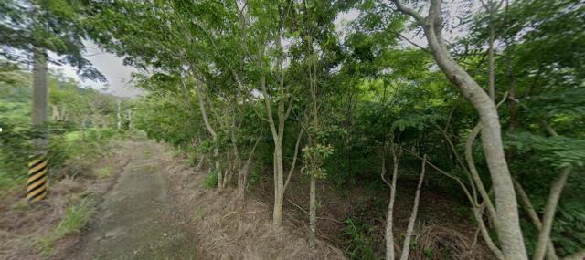 花蓮富里法拍農地-4