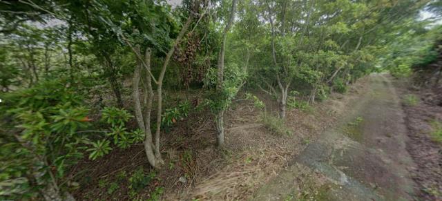 花蓮富里法拍農地-3