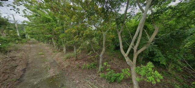 花蓮富里法拍農地-4