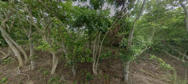 花蓮富里法拍農地-7