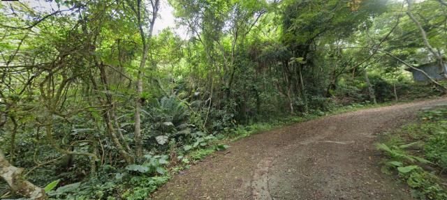 花蓮鳳林法拍山坡地-11