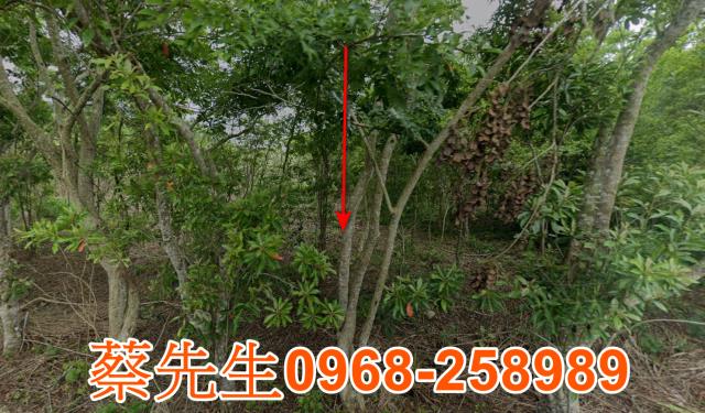 花蓮富里農地法拍-8