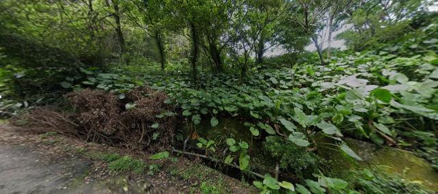 新北中和法拍種菜地-7