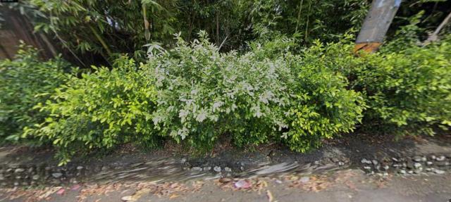 三峽建地法拍-0