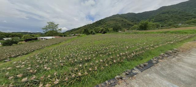 台東延平農地法拍-12