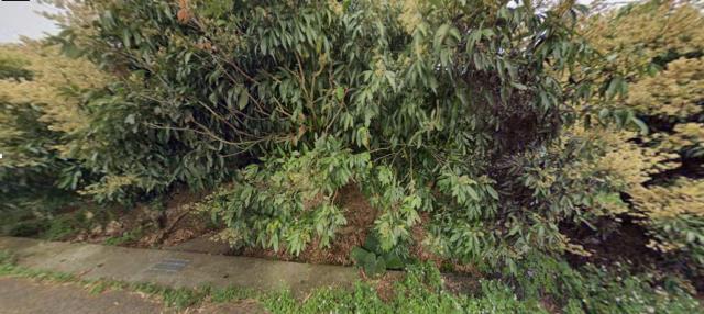 嘉義梅山農地法拍-7