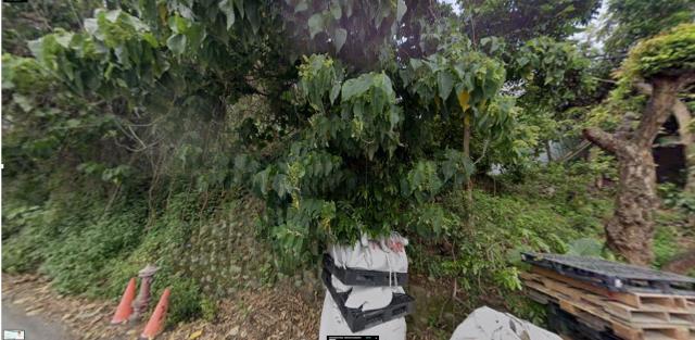 新北五股種菜地法拍-7
