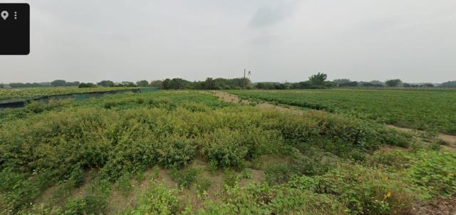 柳營法拍農地-0