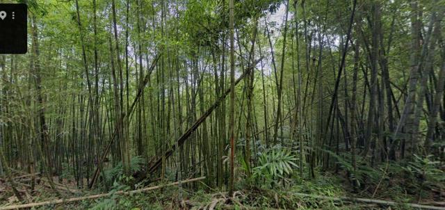 竹山法拍農地-1