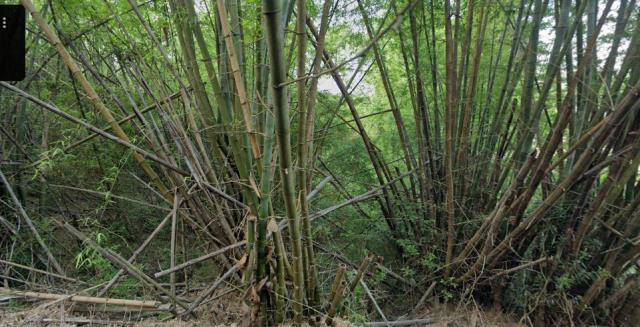 田寮法拍林地-1
